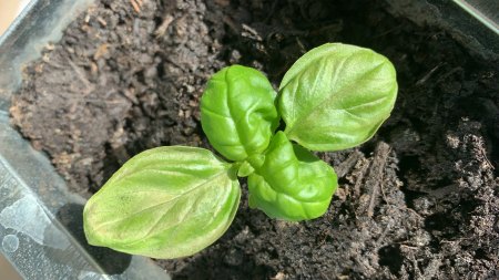 Tomate u. Basilikum krank, Blätter blass