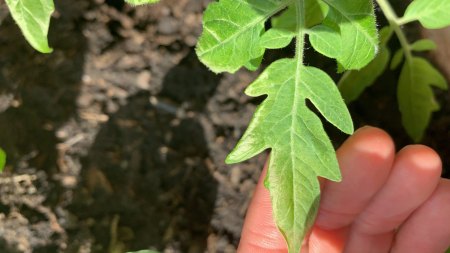 Tomate u. Basilikum krank, Blätter blass