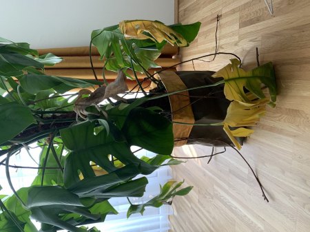 Meine Monstera stirbt