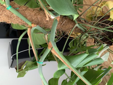 Meine Monstera stirbt