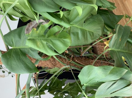 Meine Monstera stirbt