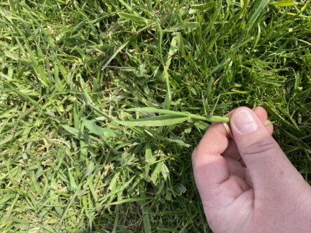 Was ist das für ein Gras