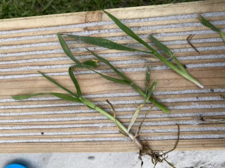 Was ist das für ein Gras