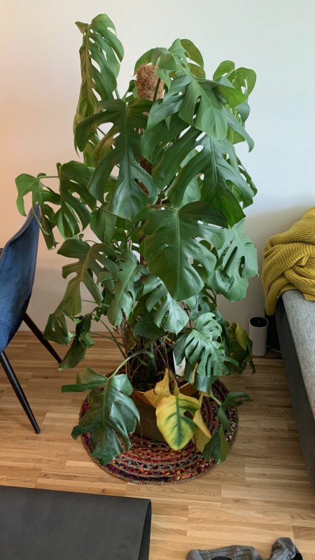 Meine Monstera stirbt