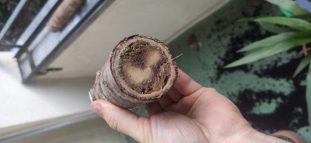 Yucca-Stecklinge noch zu gebrauchen?