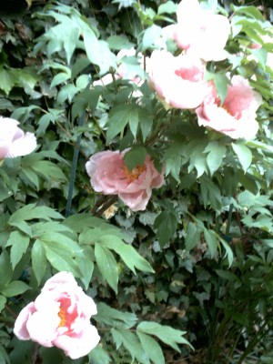 Garten2.JPG