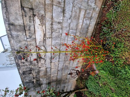 Stechpalme (Ilex) Hecke nur weibliche gehen ein. Warum?