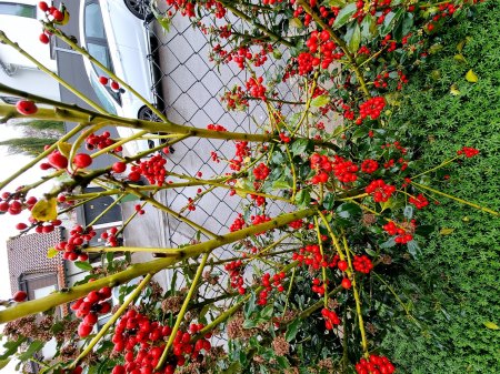 Stechpalme (Ilex) Hecke nur weibliche gehen ein. Warum?