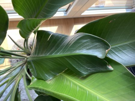 Großes hängendes schlappes  Blatt