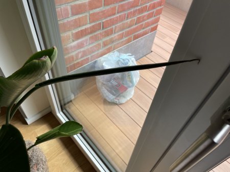 Großes Blatt was sich nicht aufrollen will
