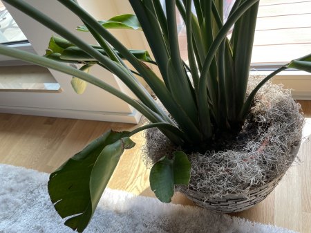 Eingerollte kleine Blätter 1