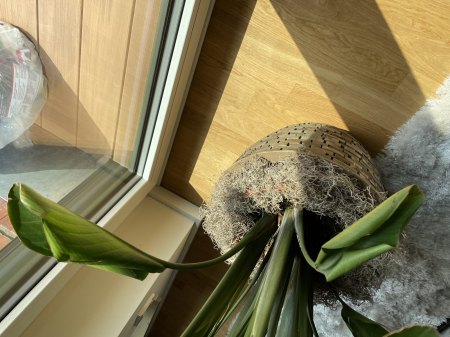 Eingerollte kleine Blätter 2