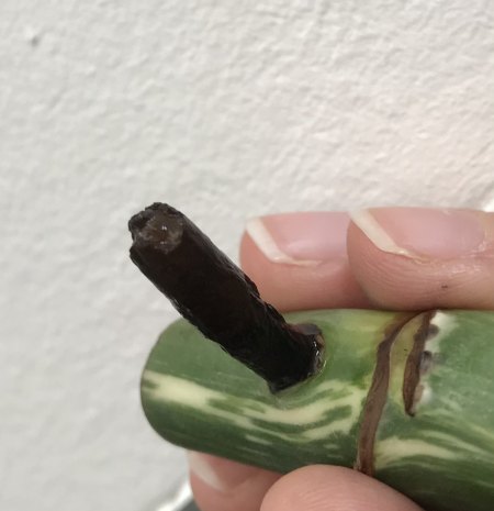 Monstera D. Variegata Steckling: Wurzel fault