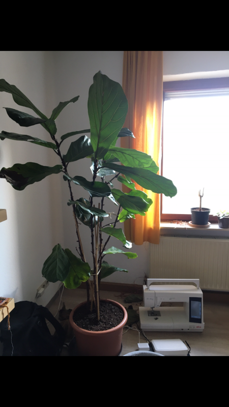 Ficus Lyrata Hilfe - Braune Blätter