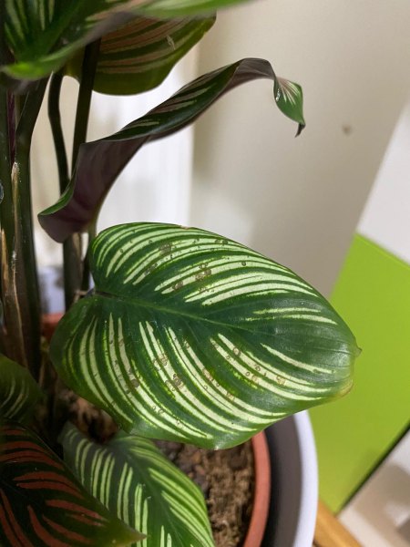 Calathea Whitestar und Caladium Flecken - Krankheit?