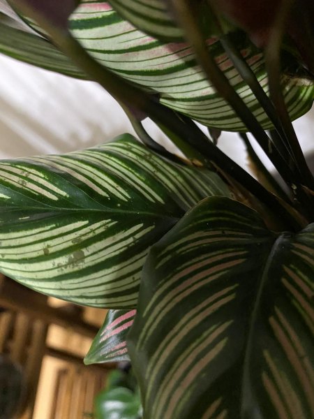 Calathea Whitestar und Caladium Flecken - Krankheit?
