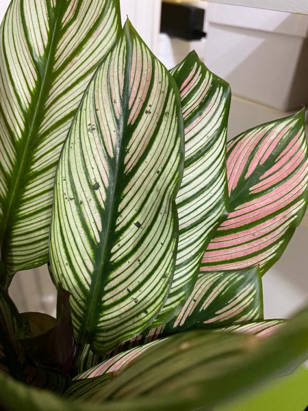 Calathea Whitestar und Caladium Flecken - Krankheit?