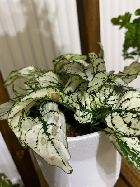Calathea Whitestar und Caladium Flecken - Krankheit?
