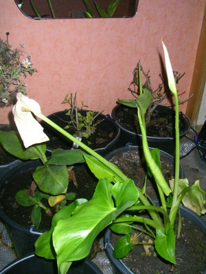 calla 001.JPG