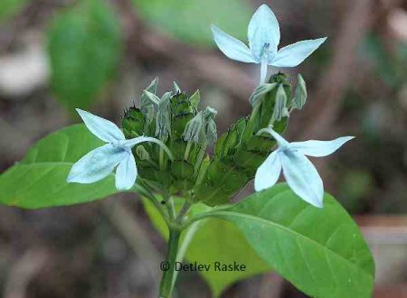 Wildpflanze in Sri Lanka mit 3 blaugrünen  Blütenblätter - Ecbolium ligustrinum