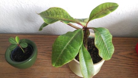 Spuckpalme bekommt fleckige Blätter