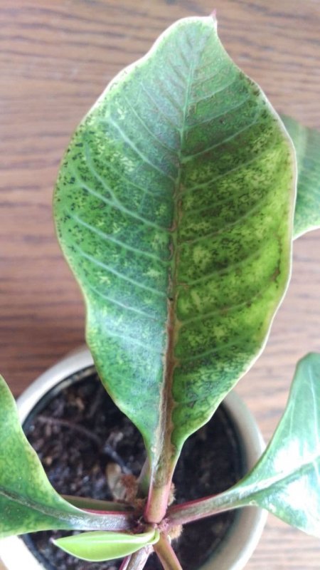 Spuckpalme bekommt fleckige Blätter