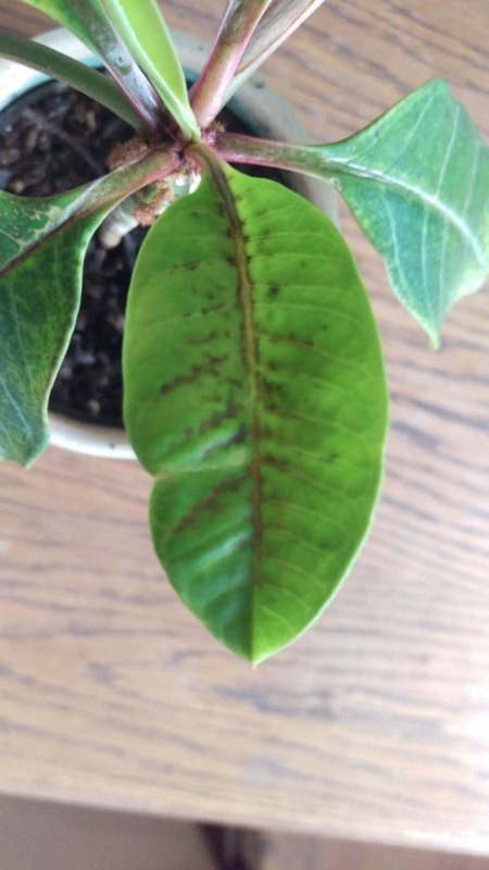 Spuckpalme bekommt fleckige Blätter