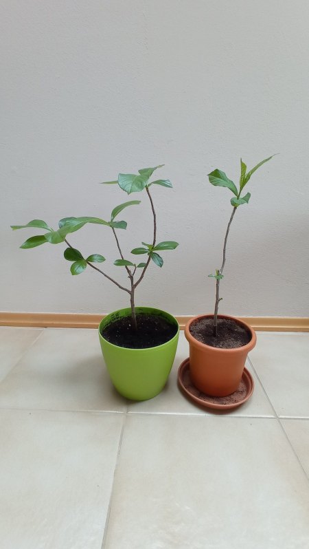 Adansonia - Affenbrotbaum - Baobab