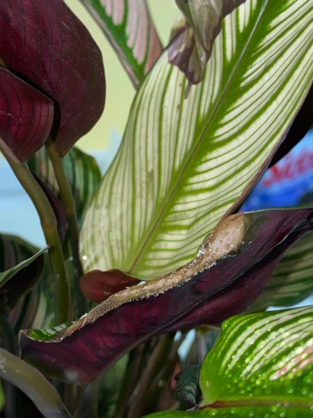 Calathea hat Spinnmilben? Und andere Probleme