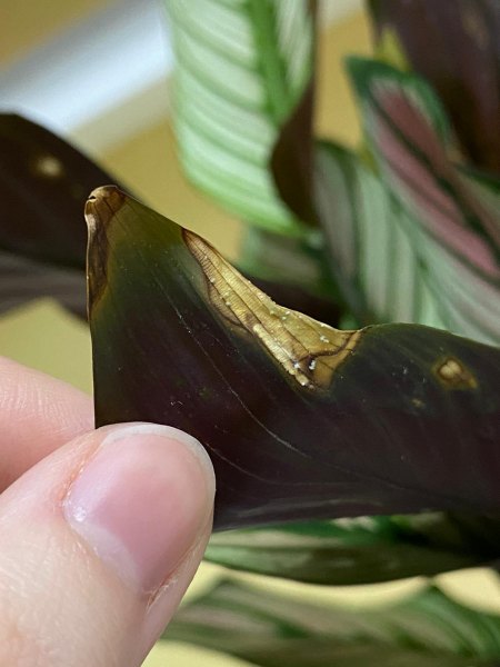 Calathea hat Spinnmilben? Und andere Probleme