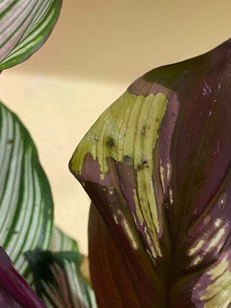 Calathea hat Spinnmilben? Und andere Probleme