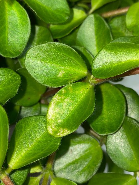 Calathea hat Spinnmilben? Und andere Probleme