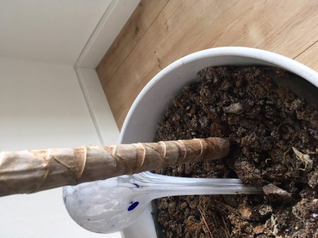 Dracaena marginata retten