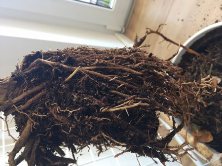 Dracaena marginata retten