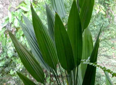 Grünpflanze in Sri Lanka mit harte spitze Blätter · Pflanzenbestimmung &  Pflanzensuche · GREEN24 Pflanzen & Garten Forum