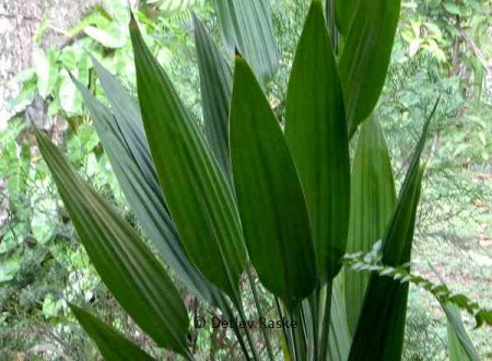 Grünpflanze in Sri Lanka mit harte spitze Blätter
