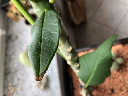 Frangipani mit braunen Spitzen