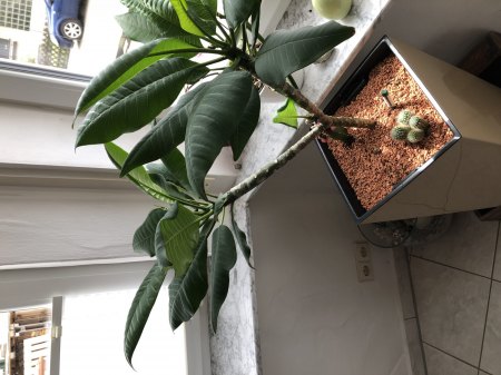Frangipani mit braunen Spitzen