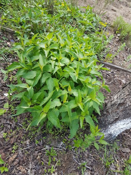 Irgendein Liliengewächs?