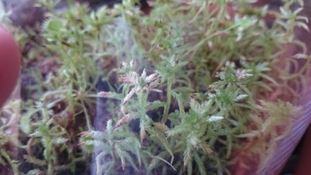 Sphagnum 2