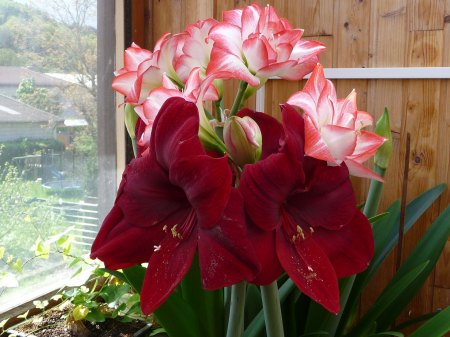 Amaryllis - Ritterstern - Hippeastrum III