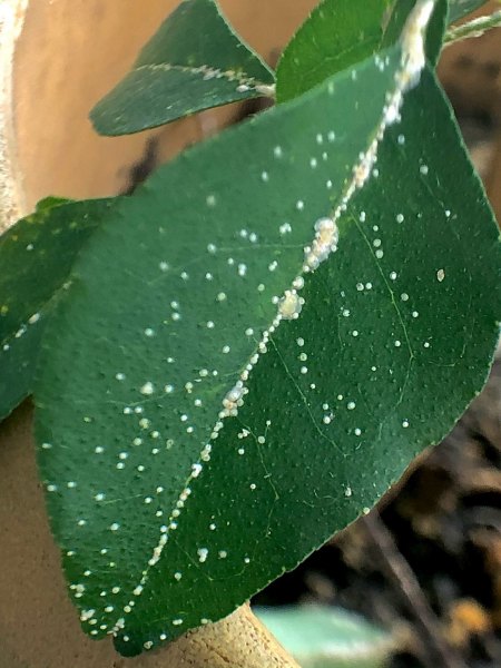 Blatt (Detail I)