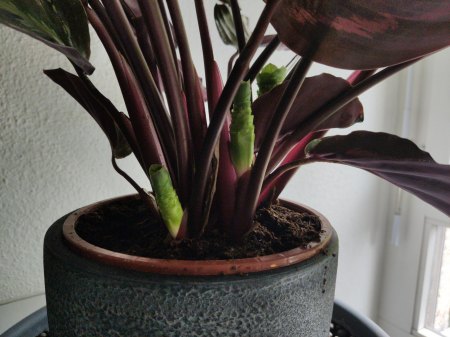 Calathea Roseopicta Medaillion blüht?