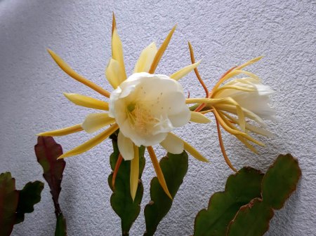 Blattkakteen - Epiphyllen