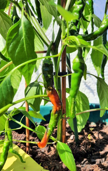 Chili - Peperoni - Capsicum III