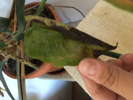 Monstera krank
