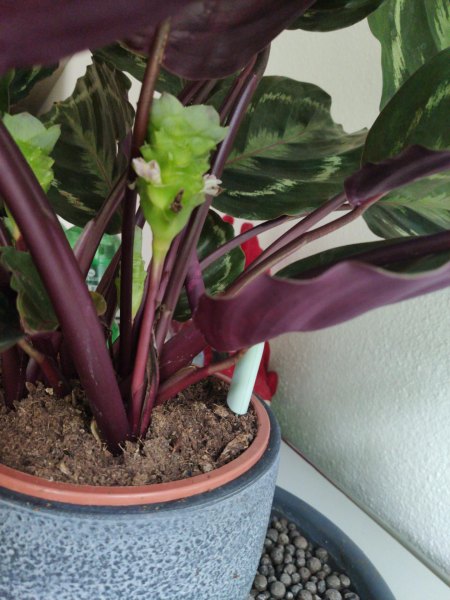Blüten Rosie
