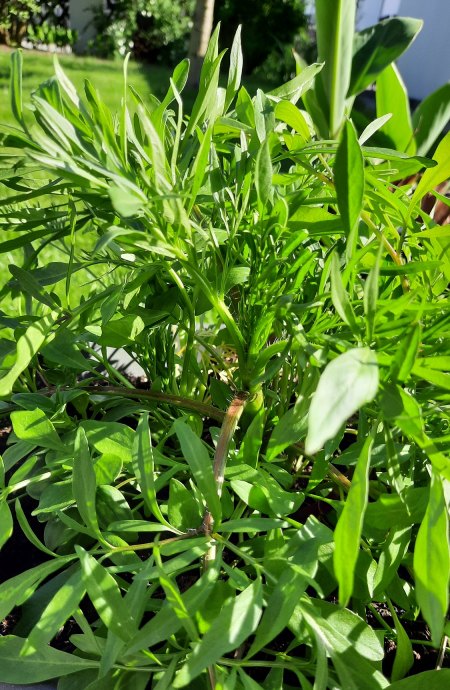 Pflanzen aus 'Bienenblumen' Saatmischung