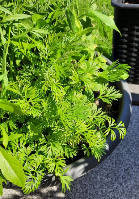 Pflanzen aus 'Bienenblumen' Saatmischung