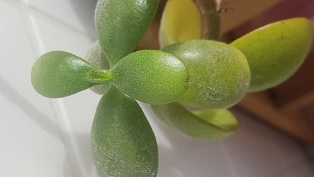 Crassula ist krank